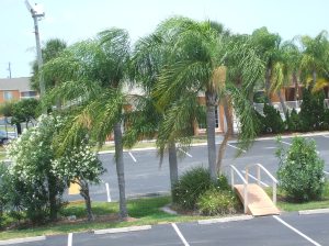 Florida Palm Trees 